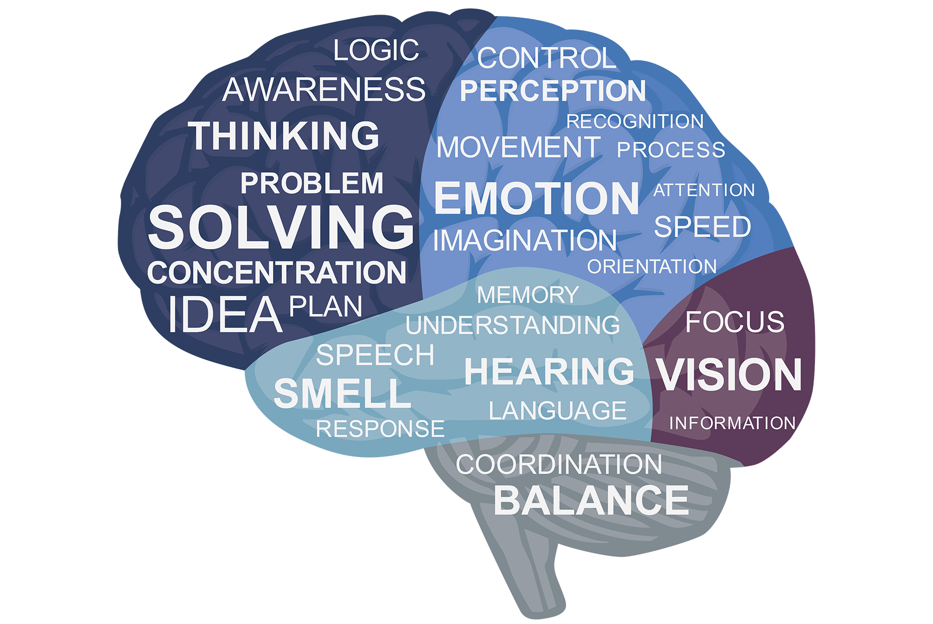 Brain Sections